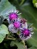 136_53_01bg_repinec_volnati_Arctium_tomentosum_IMG_8056a.jpg