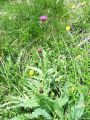 136_56_08ca_Bodak_alpski_Carduus_defloratus_ca.jpg