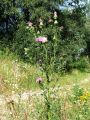 136_57_02bb_Osat_navadni_Cirsium_vulgare_2011_08140084.jpg