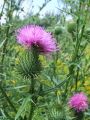 136_57_02bd_Osat_navadni_Cirsium_vulgare_2011_07300056.jpg