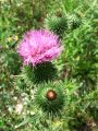136_57_02be_Osat_navadni_Cirsium_vulgare_2011_07300057.jpg