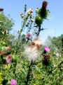 136_57_02bf_Osat_navadni_Cirsium_vulgare_2011_08140105.jpg