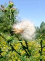 136_57_02bg_Osat_navadni_Cirsium_vulgare_2011_08140106.jpg