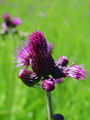 136_57_04bc_potocni_osat_Cirsium_rivulare_DSC01041.jpg