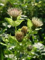 Filename=136_57_09ab_osat_mehki_Cirsium_oleraceum_ab.jpg
Filesize=201KB
Dimensions=675x900
Date added=Jun 22, 2008 136_57_09ab_osat_mehki_Cirsium_oleraceum_ab.jpg