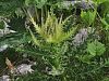136_57_10ce_osat_trnati_Cirsium_spinosissimum_IMG_8230.JPG