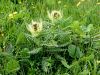 136_57_10cf_osat_trnati_Cirsium_spinosissimum_IMG_6721a.jpg