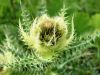 136_57_10cg_osat_trnati_Cirsium_spinosissimum_IMG_6722a.jpg