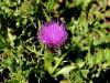 136_57_11cc_osat_brezstebelni_Cirsium_acaule_IMG_8193a.jpg