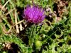 136_57_11cd_osat_brezstebelni_Cirsium_acaule_IMG_8199a.jpg