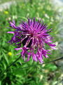 136_63_04aad_glavinec_poljski_Centaurea_scabiosa_subsp__scabiosa_DSC03684a.jpg