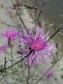 Filename=136_63_06ab_glavinec_renski_Centaurea_rhenana_ac.jpg
Filesize=138KB
Dimensions=675x900
Date added=Jun 22, 2008 136_63_06ab_glavinec_renski_Centaurea_rhenana_ac.jpg