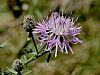 Filename=136_63_06ae_glavinec_renski_Centaurea_rhenana_IMG_4090a.jpg
Filesize=271KB
Dimensions=900x675
Date added=Aug 18, 2023 136_63_06ae_glavinec_renski_Centaurea_rhenana_IMG_4090a.jpg