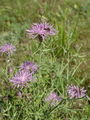 Filename=136_63_13ab_glavinec_ozkolistni_Centaurea_pannonica_ab.jpg
Filesize=195KB
Dimensions=675x900
Date added=Jun 22, 2008 136_63_13ab_glavinec_ozkolistni_Centaurea_pannonica_ab.jpg