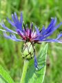 136_63_21cc_Glavinec_gorski_Centaurea_montana_DSC09915.jpg