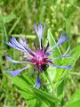 136_63_21cd_Glavinec_gorski_Centaurea_montana_DSC09912.jpg