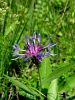 136_63_23bc_Glavinec_Triumfettijev_Centaurea_triumfettii.JPG