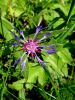 136_63_23bd_Glavinec_Triumfettijev_Centaurea_triumfettii.JPG