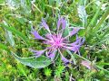 136_63_23cd_Glavinec_Triunfettijev_Centaurea_triumfetti_2014_07060037.jpg