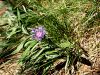 136_63_23cg_glavinec_triumfettijev_Centaurea_triumfettii_IMG_0869a.jpg