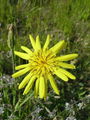 137_12_03ab_kozja_brada_travniska_Tragopogon_pratensis_ab.JPG