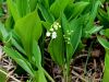 152_02_01cd_smarnica_Convallaria_majalis_IMG_3355a.JPG