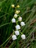152_02_01cf_smarnica_Convallaria_majalis_IMG_3348a.JPG