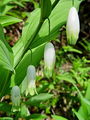 152_03_01bc_Salomonov_pecat_diseci_Polygonatum_odoratum.jpg