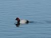 153ai_sivka_Aythya_ferina_IMG_8958a.jpg