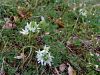 155_01_01cb_pticje_mleko_copasto_Ornithogalum_comosum_IMG_5594.JPG