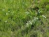 155_01_02aa_Pticje_mleko_kobulasto_Ornithogalum_umbellatum_IMG_1416a.jpg