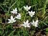 155_01_02ab_Pticje_mleko_kobulasto_Ornithogalum_umbellatum_IMG_1415a.jpg