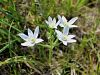 155_01_02ac_Pticje_mleko_kobulasto_Ornithogalum_umbellatum_IMG_1417a.jpg