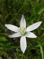 155_01_02af_pticje_mleko_kobulasto_Ornithogalum_umbellatum_ac.jpg