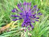 155_06_01af_Hrusica_copasta_Muscari_comosum_2014_05300031.jpg