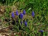 155_06_03aa_hrusica_grozdasta_Muscari_neglectum_IMG_9797a.jpg