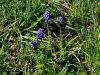 155_06_03ab_hrusica_grozdasta_Muscari_neglectum_IMG_9794a.jpg