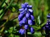 155_06_03ac_hrusica_grozdasta_Muscari_neglectum_IMG_9796a.jpg