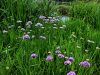 156_01_01ca_luk_robati_Allium_angulosum_IMG_2370a.jpg