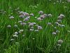 156_01_01cb_luk_robati_Allium_angulosum_IMG_2375a.jpg