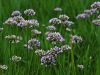 156_01_01cc_luk_robati_Allium_angulosum_IMG_2376a.jpg