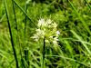 156_01_04cc_Luk_rumenkasti_Allium_ericetorum_IMG_5219a.jpg