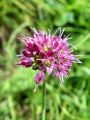156_01_05cc_Luk_skrlatni_Allium_kermesinum_DSC09907.jpg