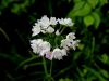 156_01_10cd_luk_roznati_Allium_roseum_IMG_3360a.JPG