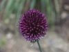 156_01_19cc_luk_oblasti_Allium_sphaerocephalon_IMG_2290a.jpg