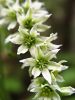 158_02_02abd_cmerika_bela_Veratrum_album_subsp__album_DSC00603.JPG