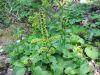 158_02_02bce_cmerika_Lobelova_(zelena)_Veratrum_album_subsp__lobelianum_IMG_1241.jpg