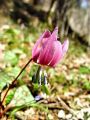159_03_01cc_Pasji_zob_navadni_Erythronium_dens-canis_cc.jpg