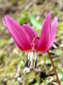 159_03_01cd_Pasji_zob_navadni_Erythronium_dens-canis_DSC08584.jpg