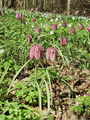 159_04_01ba_Logarica_mocvirska_Fritillaria_meleagris_DSC08105.jpg